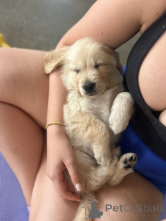 Photo №2 de l'annonce № 174975 de la vente golden retriever - acheter à Allemagne annonce privée