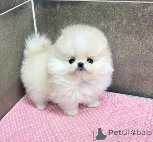Photo №3. Weiße Pomeranian-Welpen jetzt verfügbar. Allemagne