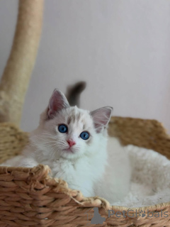 Photo №1. ragdoll - à vendre en ville de Alavus | 550€ | Annonce № 169100