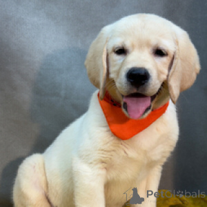 Photo №3. Eli Labrador Retriever mâle de 12 semaines prêt à rentrer à la maison. Allemagne