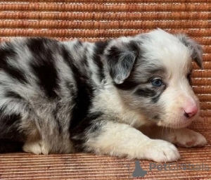 Photo №3. Welsh Pembroke Corgis.. L'Autriche