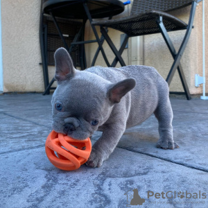 Photo №1. bouledogue - à vendre en ville de Helsinki | négocié | Annonce №70018