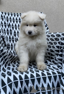 Photos supplémentaires: Chiots Samoyèdes à vendre