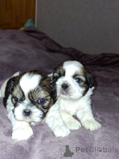 Photo №1. lhassa apso, maltipu, pékinois, spitz nain, shih tzu - à vendre en ville de Helsinki | 750€ | Annonce №165359
