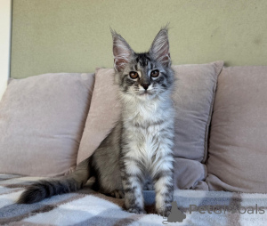 Photo №2 de l'annonce № 155697 de la vente maine coon - acheter à Italie annonce privée