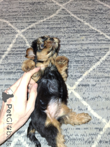 Photo №3. Chiots Yorkshire Terrier de race pure. . Lituanie