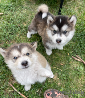 Photo №1. malamute de l'alaska - à vendre en ville de Валенсия | 757€ | Annonce №111730