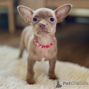 Photo №3. Rencontrez Isabela, une exquise femelle chihuahua, prête pour sa maison pour. Allemagne