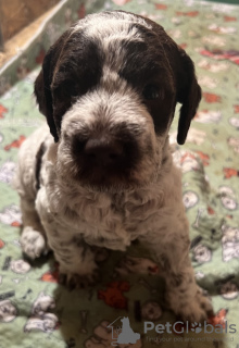 Photo №3. Chiots Lagotto Romagnolo. Serbie