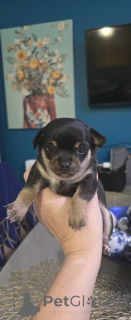 Photo №1. chien bâtard - à vendre en ville de North Adams | 339€ | Annonce №159154