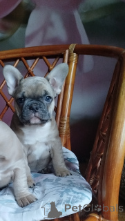 Photo №3. Jolies filles bouledogue français. Biélorussie