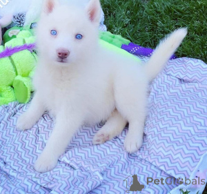 Photo №1. husky de sibérie - à vendre en ville de Nuremberg | 500€ | Annonce №135567