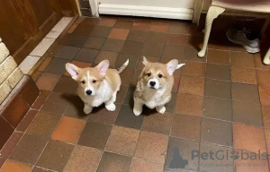 Photo №3. Adorables chiots Welsh Corgi. Ukraine