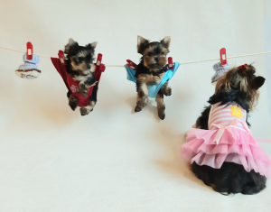 Photo №4. Je vais vendre yorkshire terrier en ville de .  - prix - 449&euro;