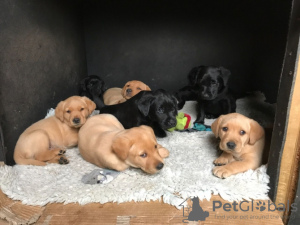 Photo №1. golden retriever - à vendre en ville de Корк | 300€ | Annonce №130017