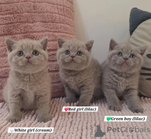 Photo №1. british shorthair - à vendre en ville de Culemborg | 400€ | Annonce № 174741
