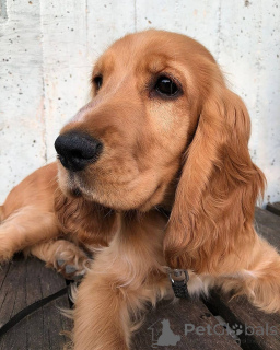 Photo №4. Je vais vendre cocker spaniel anglais en ville de Dalum. annonce privée, éleveur - prix - 1250€