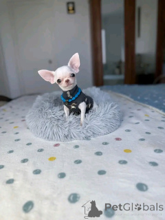 Photo №2 de l'annonce № 168836 de la vente chihuahua - acheter à USA éleveur