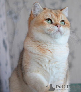 Photo №3. Nous vous proposons des chatons d'une race élite British golden chinchilla NY11.. La finlande