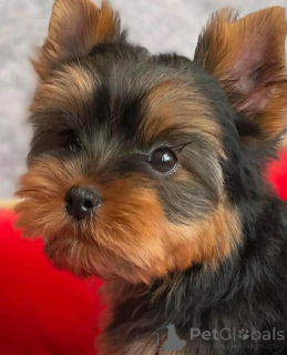 Photo №4. Je vais vendre yorkshire terrier en ville de Chicago. éleveur - prix - 425€