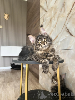 Photo №2 de l'annonce № 169928 de la vente maine coon - acheter à Allemagne éleveur
