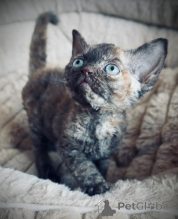 Photo №3. Chatons Devon Rex. Allemagne