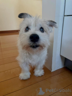 Photo №1. jack russell terrier - à vendre en ville de Bellinzona | négocié | Annonce №171689