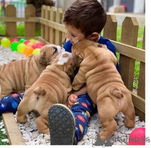Photo №1. bulldog anglais - à vendre en ville de OSLO | négocié | Annonce №175029