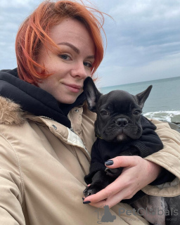 Photo №2 de l'annonce № 128245 de la vente bouledogue - acheter à Allemagne annonce privée