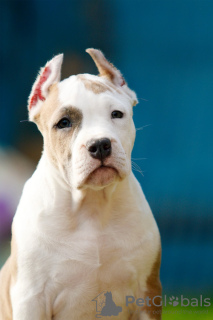 Photo №3. Chiot staffordshire terrier. Pologne