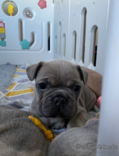 Photos supplémentaires: Chiots bouledogue français à vendre