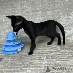 Photo №1. savannah - à vendre en ville de Désinser | négocié | Annonce № 172905