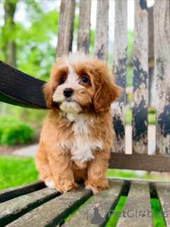 Photo №3. Chiots Cavapoo pour adoption vérifiés et vaccinés par le vétérinaire. République Tchèque