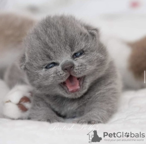 Photo №1. british shorthair - à vendre en ville de Гамбург | 400€ | Annonce № 101743