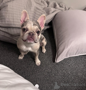 Photo №4. Je vais vendre bouledogue en ville de Floride. éleveur - prix - 1063€