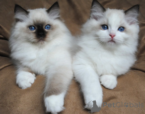 Photo №1. ragdoll - à vendre en ville de Stockholm | 750€ | Annonce № 160448
