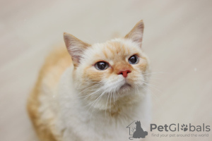 Photos supplémentaires: Le charmant chat blanc Donut est à la recherche d'un foyer et d'une famille