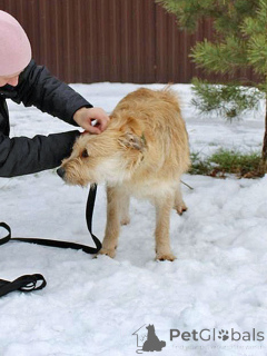 Photo №4. Je vais vendre chien bâtard en ville de Moskova. annonce privée - prix - Gratuit