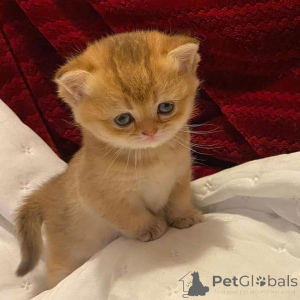 Photo №1.  - à vendre en ville de Bouchère | Gratuit | Annonce № 163474