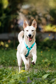 Photo №1. chien bâtard - à vendre en ville de Москва | Gratuit | Annonce №105706