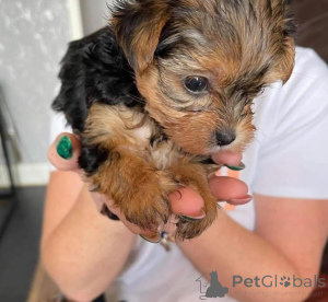 Photo №1. yorkshire terrier - à vendre en ville de Munich | négocié | Annonce №164223