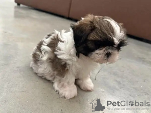 Photo №1. shih tzu - à vendre en ville de Huwaylat | 360€ | Annonce №13806