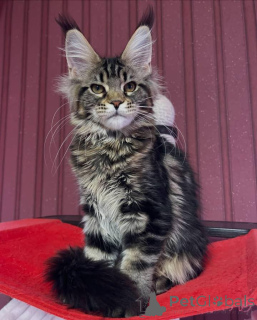 Photo №4. Je vais vendre maine coon en ville de Aston. éleveur - prix - 2500€