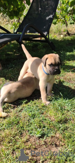 Photo №4. Je vais vendre bullmastiff en ville de Subotica. éleveur - prix - 500€