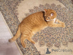 Photo №2 de l'annonce № 158300 de la vente  - acheter à Fédération de Russie annonce privée