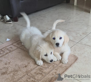 Photo №2 de l'annonce № 15564 de la vente golden retriever - acheter à Arabie Saoudite annonce privée