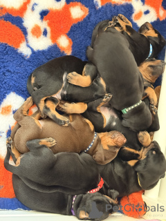 Photo №3. Todella upeita dobermaninpentuja erinomaisella jalostuksella. La finlande