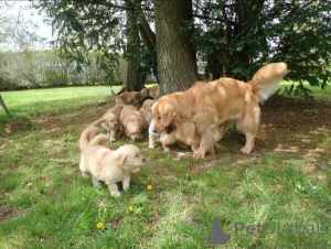 Photo №1. golden retriever - à vendre en ville de Bayerbach | 500€ | Annonce №149690