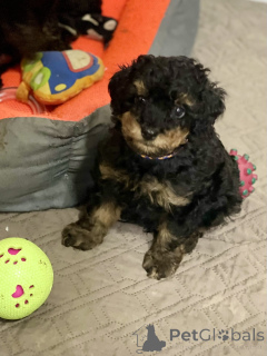 Photo №3. Toy Poodle Black & Tan Pedigree. Serbie