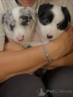 Photo №2 de l'annonce № 171703 de la vente border collie - acheter à Belgique annonce privée